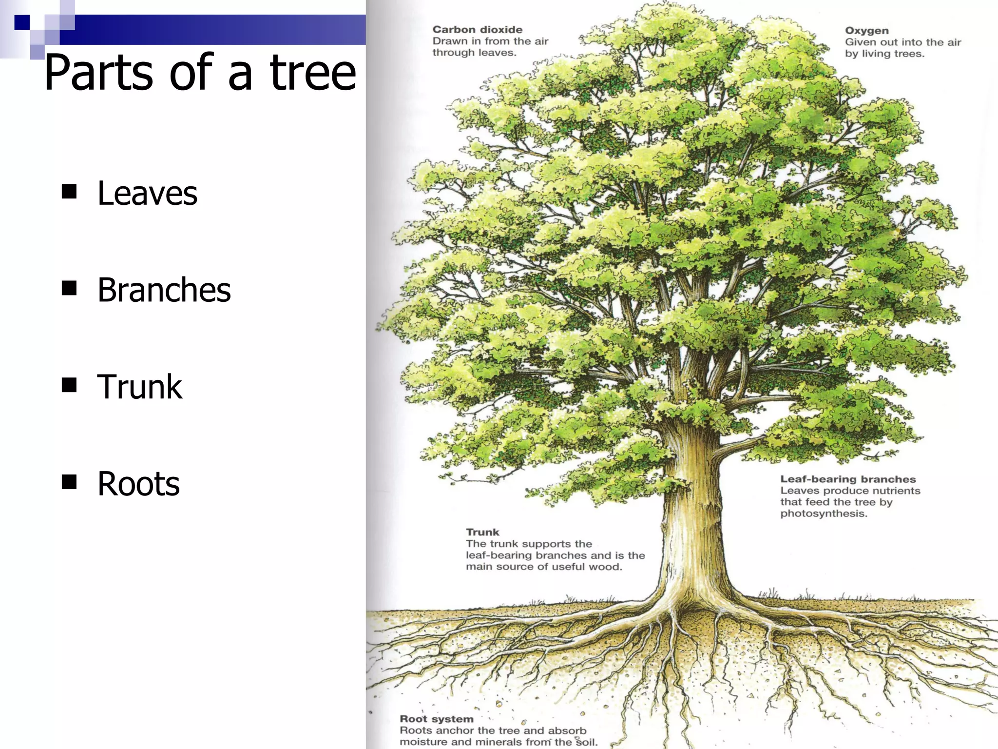 Parts of a tree Leaves Branches Trunk Roots  