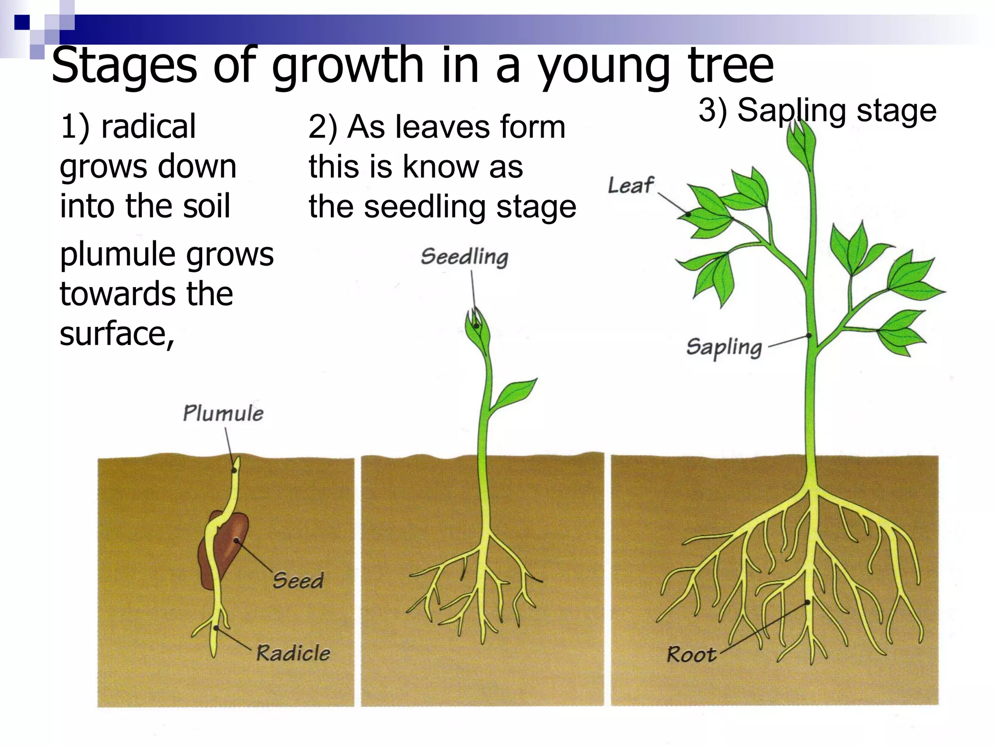 Stages of growth in a young tree 1) radical grows down into the soil plumule grows towards the surface,  2) As leaves form this is know as the seedling stage 3) Sapling stage 