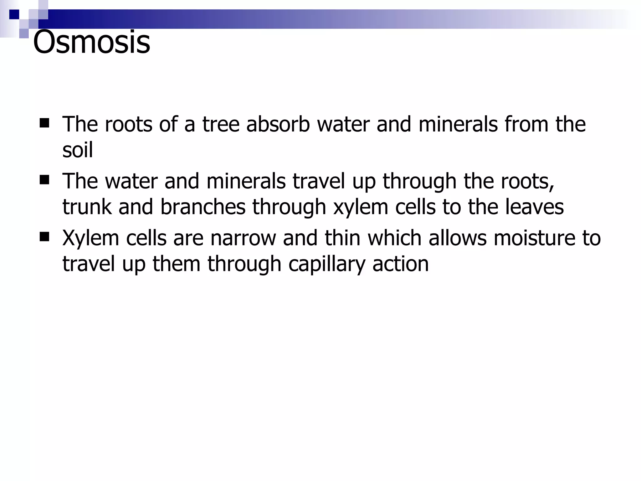 Osmosis The roots of a tree absorb water and minerals from the soil The water and minerals travel up through the roots, trunk and branches through  xylem cells  to the leaves Xylem cells are narrow and thin which allows moisture to travel up them through capillary action 