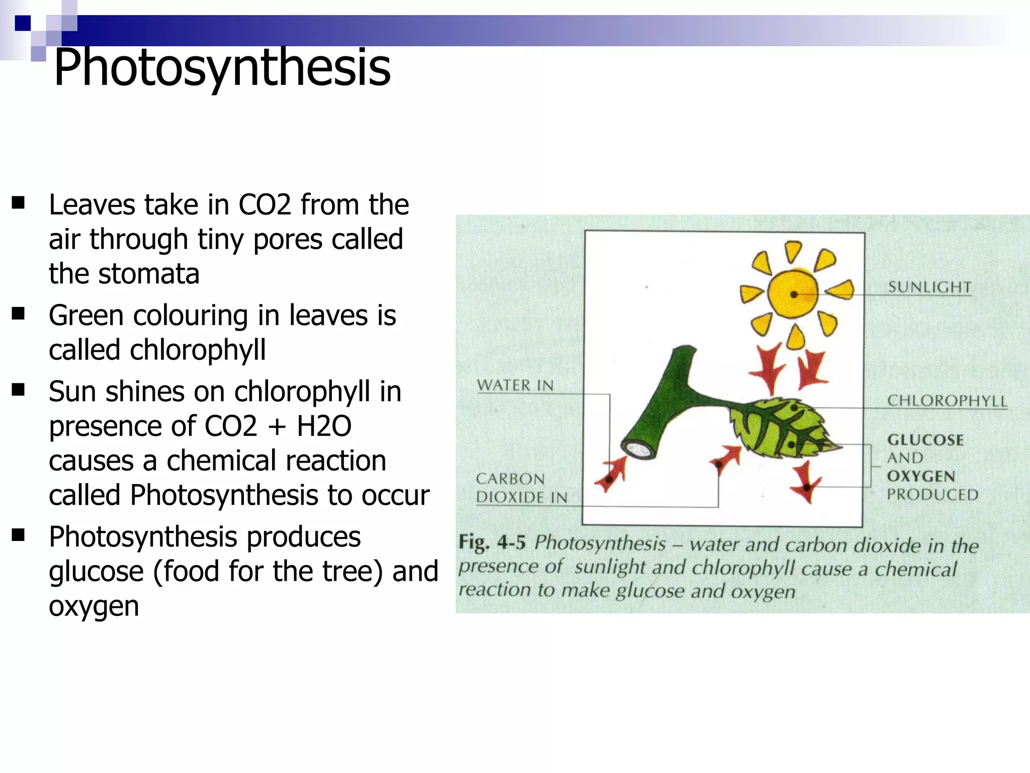Photosynthesis  Leaves take in CO2 from the air through tiny pores called the stomata Green colouring in leaves is called chlorophyll Sun shines on chlorophyll in presence of CO2 + H2O causes a chemical reaction called Photosynthesis to occur Photosynthesis produces glucose (food for the tree) and oxygen 