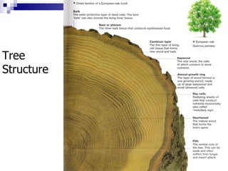 2. tree growth & structure | PPT
