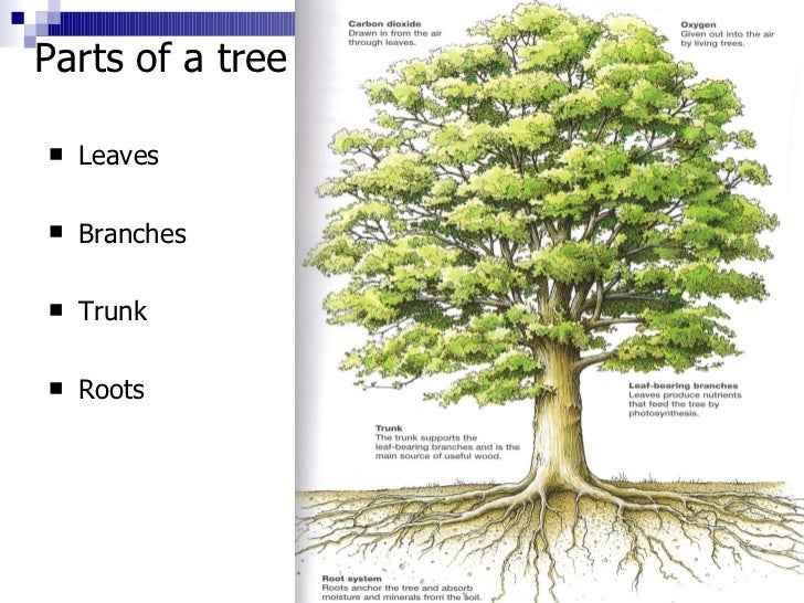 2. tree growth & structure