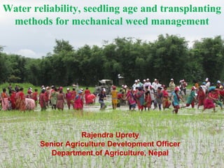 Water reliability, seedling age and transplanting
methods for mechanical weed management
Rajendra Uprety
Senior Agriculture Development Officer
Department of Agriculture, Nepal
 