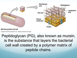Peptidoglycan (PG), also known as murein,
is the substance that layers the bacterial
cell wall created by a polymer matrix of
peptide chains.
 