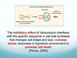 The inhibitory effect of Vancomycin interferes
with the specific sequence in cell wall synthesis
that changes cell shape and size, increase
stress responses in hypotonic environment to
promote cell death
(Prince, 2009).
 