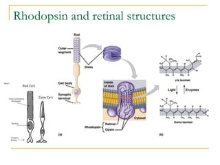 Rhodopsin and retinal structures
 