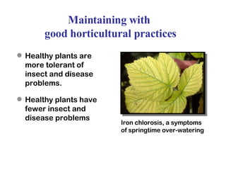Maintaining with  good horticultural practices Healthy plants are more tolerant of insect and disease problems. Healthy plants have fewer insect and disease problems Iron chlorosis, a symptoms  of springtime over-watering 