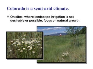 Colorado is a semi-arid climate. On sites, where landscape irrigation is not desirable or possible, focus on natural growth. 