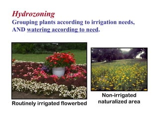 Hydrozoning   Grouping plants according to irrigation needs, AND  watering according to need . Routinely irrigated flowerbed Non-irrigated naturalized area 