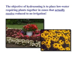 The objective of hydrozoning is to place low-water requiring plants together in zones that  actually receive  reduced to no irrigation! 
