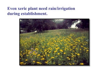 Even xeric plant need rain/irrigation during establishment. 