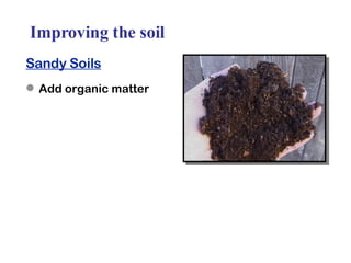 Improving the soil Sandy Soils Add organic matter 