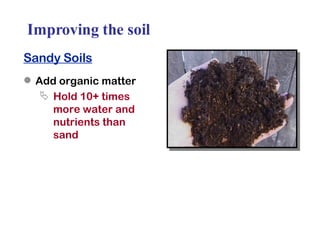 Improving the soil Sandy Soils Add organic matter Hold 10+ times more water and nutrients than sand 