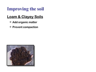 Improving the soil Loam & Clayey Soils Add organic matter Prevent compaction  