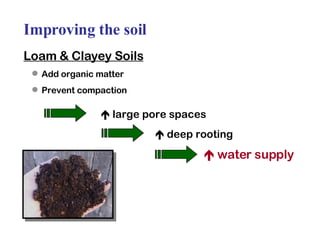 Improving the soil Loam & Clayey Soils Add organic matter Prevent compaction     large pore spaces    deep rooting    water supply 