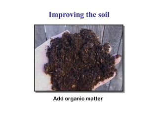 Improving the soil Add organic matter 