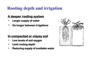 Rooting depth and irrigation A deeper rooting system   Larger supply of water  Go longer between irrigations   In compacted or clayey soil Low levels of soil oxygen Limit rooting depth Reducing supply of available water 