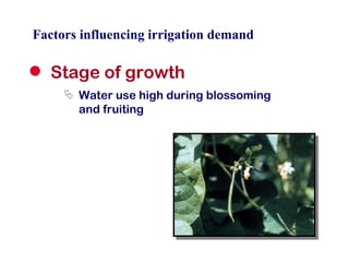 Factors influencing irrigation demand Stage of growth Water use high during blossoming  and fruiting 
