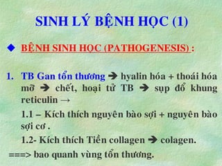 SINH LYÙ BEÄNH HOÏC (1)
 BEÄNH SINH HOÏC (PATHOGENESIS) :
1. TB Gan toån thöông  hyalin hoùa + thoaùi hoùa
môõ  cheát, hoaïi töû TB  suïp ñoå khung
reticulin →
1.1 – Kích thích nguyeân baøo sôïi + nguyeân baøo
sôïi cô .
1.2- Kích thích Tieàn collagen  colagen.
===> bao quanh vuøng toån thöông.
 