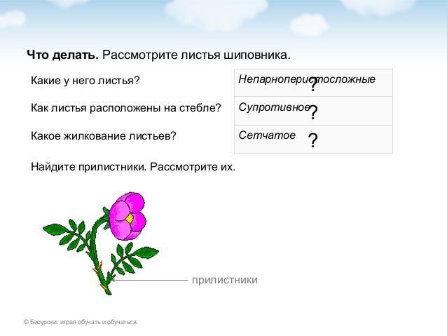 Ласковые признания для девушек Ласковые признания для девушек