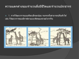ิ่
ี ิ
ความแตกต่างของจํานวนสงมีชวตและจํานวนประชากร
1. การวิวฒนาการแบบทีละเล็กละน ้อย จนกระทังสามารถปรับตัวได ้
ั
้
่
เชน วิวฒนาการของยีราฟตามแนวคิดของชาลส ์ ดาร์วน
ั
ิ


 