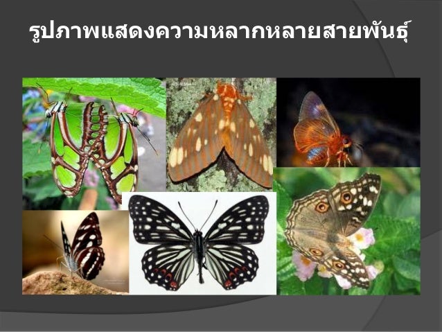 à¸à¸¥à¸à¸²à¸£à¸à¹à¸à¸«à¸²à¸£à¸¹à¸à¸ าà¸à¸ªà¸³à¸«à¸£à¸±à¸ à¸à¸§à¸²à¸¡à¸«à¸¥à¸²à¸à¸«à¸¥à¸²à¸¢à¸à¸²à¸à¸à¸µà¸§à¸ าà¸à¸£à¸°à¸«à¸§à¹à¸²à¸à¸ªà¸²à¸¢à¸à¸±à¸à¸à¸¸à¹