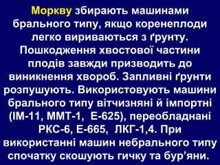 Моркву збирають машинами 
брального типу, якщо коренеплоди 
легко вириваються з ґрунту. 
Пошкодження хвостової частини 
плодів завжди призводить до 
виникнення хвороб. Запливні ґрунти 
розпушують. Використовують машини 
брального типу вітчизняні й імпортні 
(ІМ-11, ММТ-1, Е-625), переобладнані 
РКС-6, Е-665, ЛКГ-1,4. При 
використанні машин небрального типу 
спочатку скошують гичку та бур’яни. 
 