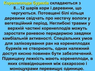 ККооррееннееппллооддии ббуурряяккіівв ссккллааддааююттььссяя зз 
88……1122 шшаарріівв ккооррии іі ддееррееввииннии,, щщоо 
ччееррггууююттььссяя.. ППооттооввщщеенніі ббіілліі ккііллььццяя 
ддееррееввииннии ссввііддччааттьь ппрроо ннеессттааччуу ввооллооггии уу 
ввееггееттааццііййнниийй ппееррііоодд.. ННееггллииббооккіі ттррааввммии уу 
ввееррххнніійй ччаассттиинніі ккооррееннееппллооддіівв ммоожжууттьь 
ззааррооссттааттии ррааннееввооюю ппееррииддееррммооюю ззааввддяяккии 
ккааммббііааллььнніійй ааккттииввннооссттіі.. ССппееццііааллььнниихх ууммоовв 
ддлляя ззааллііккооввуувваанннняя рраанн ннаа ккооррееннееппллооддаахх 
ббуурряяккіівв ннее ссттввооррююююттьь,, ооддннаакк ннааллеежжнниийй 
ддооссттуупп ккииссннюю ппооввииннеенн ббууттии ззааббееззппееччеенниийй.. 
ППііддввиищщееннуу ллеежжккііссттьь ммааююттьь ккооррееннееппллооддии,, вв 
яяккиихх ссппііввввіідднноошшеенннняя ммііжж ссааххааррооззооюю іі 
ммооннооццууккррааммии ппееррееввиищщууєє ооддииннииццюю.. 
 