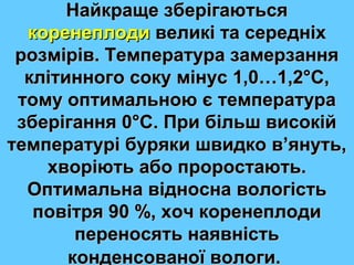 ННааййккрраащщее ззббееррііггааююттььссяя 
ккооррееннееппллооддии ввееллииккіі ттаа ссееррееддннііхх 
ррооззмміірріівв.. ТТееммппееррааттуурраа ззааммееррззаанннняя 
ккллііттииннннооггоо ссооккуу ммііннуусс 11,,00……11,,22°°СС,, 
ттооммуу ооппттииммааллььннооюю єє ттееммппееррааттуурраа 
ззббееррііггаанннняя 00°°СС.. ППррии ббііллььшш ввииссооккіійй 
ттееммппееррааттуурріі ббуурряяккии шшввииддккоо вв’’яяннууттьь,, 
ххввооррііююттьь ааббоо ппррооррооссттааююттьь.. 
ООппттииммааллььннаа ввііддннооссннаа ввооллооггііссттьь 
ппооввііттрряя 9900 %%,, ххоочч ккооррееннееппллооддии 
ппееррееннооссяяттьь ннааяяввннііссттьь 
ккооннддееннссооввааннооїї ввооллооггии.. 
 