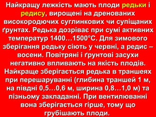 Найкращу ллеежжккііссттьь ммааююттьь ппллооддии ррееддььккии іі 
ррееддииссуу,, ввиирроощщеенніі ннаа ддрреенноовваанниихх 
ввииссооккооррооддююччиихх ссууггллииннккооввиихх ччии ссууппііщщаанниихх 
ґґррууннттаахх.. РРееддььккаа ддооззррііввааєє ппррии ссуумміі ааккттииввнниихх 
ттееммппееррааттуурр 11440000……11550000°°СС.. ДДлляя ззииммооввооггоо 
ззббееррііггаанннняя ррееддььккуу ссііююттьь уу ччееррввнніі,, аа ррееддиисс –– 
ввооссееннии.. ППооввііттрряянніі іі ґґррууннттооввіі ззаассууххии 
ннееггааттииввнноо ввппллииввааююттьь ннаа яяккііссттьь ппллооддіівв.. 
ННааййккрраащщее ззббееррііггааєєттььссяя ррееддььккаа вв ттрраанншшееяяхх 
ппррии ппеерреешшаарруувваанннніі ((ггллииббииннаа ттрраанншшеейй 11 мм,, 
ннаа ппііввдднніі 00,,55……00,,66 мм,, шшииррииннаа 00,,88……11,,00 мм)) ттаа 
ппііззннььооммуу ззааккллааддаанннніі.. ППррии ввееннттииллюювваанннніі 
ввооннаа ззббееррііггааєєттььссяя ггіірршшее,, ттооммуу щщоо 
ггррууббіішшааююттьь ппллооддии.. 
 
