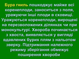 ББуурраа ггнниилльь ппоошшккоодджжууєє ммааййжжее ввссіі 
ккооррееннееппллооддии,, ззааннооссииттььссяя зз ппоолляя,, 
уурраажжууююччии іінншшіі ппллооддии вв ссххооввиищщіі.. 
УУрраажжууююттььссяя ккооррееннееппллооддии,, ввиирроощщеенніі 
ннаа ппееррееззввооллоожжеенниихх ддіілляяннккаахх ччии ппррии 
ммооннооккууллььттуурріі.. ХХввооррооббаа ппооччииннааєєттььссяя 
зз ххввооссттаа,, ввиияяввлляяєєттььссяя уу ввиигглляяддіі 
ввддааввллеенниихх ббуурриихх пплляямм зз ннааллььооттоомм 
ззввееррххуу.. ППііддттррииммаанннняя ннааллеежжннооггоо 
рреежжииммуу ззббееррііггаанннняя ооббммеежжууєє 
ппоошшиирреенннняя ххввооррооббии 
 