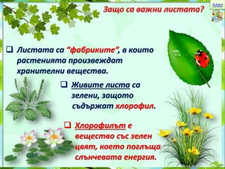 план 
 Листата са “фабриките”, в които 
растенията произвеждат 
хранителни вещества. 
 Живите листа са 
зелени, защото 
съдържат хлорофил. 
 Хлорофилът е 
вещество със зелен 
цвят, което поглъща 
слънчевата енергия. 
 