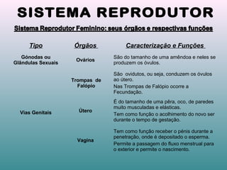 Tipo Órgãos Caracterização e Funções
Gónodas ou
Glândulas Sexuais
Ovários
São do tamanho de uma amêndoa e neles se
produzem os óvulos.
Vias Genitais
Trompas de
Falópio
São ovidutos, ou seja, conduzem os óvulos
ao útero.
Nas Trompas de Falópio ocorre a
Fecundação.
Útero
É do tamanho de uma pêra, oco, de paredes
muito musculadas e elásticas.
Tem como função o acolhimento do novo ser
durante o tempo de gestação.
Vagina
Tem como função receber o pénis durante a
penetração, onde é depositado o esperma.
Permite a passagem do fluxo menstrual para
o exterior e permite o nascimento.
 
