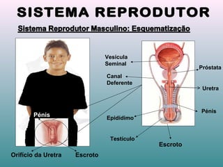 Uretra
Epidídimo
Testículo
Escroto
Vesícula
Seminal
Próstata
Pénis
Canal
Deferente
Escroto
Pénis
Orifício da Uretra
 