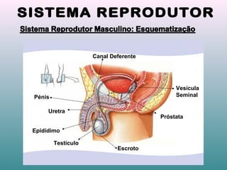 Vesícula
Seminal
Próstata
Escroto
Testículo
Epidídimo
Uretra
Pénis
Canal Deferente
 