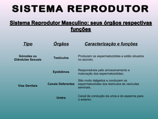 Tipo Órgãos Caracterização e funções
Gónodas ou
Glândulas Sexuais
Testículos
Produzem os espermatozóides e estão situados
no escroto;
Vias Genitais
Epidídimos
Responsáveis pelo armazenamento e
maturação dos espermatozóides;
Canais Deferentes
São muito delgados e conduzem os
espermatozóides dos testículos às vesículas
seminais.
Uretra
Canal de condução da urina e do esperma para
o exterior;
 