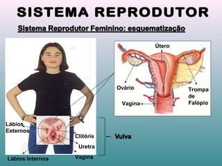 Vagina
Uretra
Clitóris
Lábios
Externos
Lábios Internos
Ovário
Vagina
Útero
Trompa
de
Falópio
 