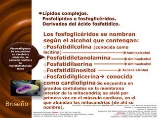 Lípidos complejos.
Fosfolípidos o fosfoglicéridos.
Derivados del ácido fosfatídico.
Briseño
Los fosfoglicéridos se nombran
según el alcohol que contengan:
oFosfatidilcolina (conocida como
lecitina)
oFosfatidiletanolamina
oFosfatidilserina
oFosfatidilinositol
oFosfatidilglicerina conocida
como cardiolipina Se encuentra en
grandes cantidades en la membrana
interior de la mitocondria; se aisló por
primera vez en el músculo cardiaco, en el
que abundan las mitocondrias (de ahí su
nombre).
Bioquímica. Conceptos esenciales. Feduchi, Blasco, Romero, Yáñez. 2011. Editorial Panamericana.
Sección I. Los materiales de la célula.
Capítulo 3. Lípidos: 46.
Bioquímica. Las bases moleculares de la estructura y función celular.
Lehninger. 2ª Edición. 1991. Ediciones Omega.
Parte 1. Componentes moleculares de las células.
Capítulo 11. Lípidos, lipoproteínas y membranas: 294.
Aminoalcohol
Azúcar-alcohol
Aminoalcohol
Aminoalcohol
Plasmalógenos
Se encuentran
en cerebro y
músculo, se
parecen mucho a
la
fosfatidiletanola
mina
Bioquímica Ilustrada. Harper. 2010. Edit. Mc. Graw Hill.
Sección II. Bioenergética y el metabolismo de carbohidratos y lípidos.
Capítulo 15. lípidos de importancia fisiológica: 125.
 