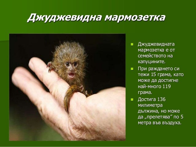 20 от най-странните животни на планетата