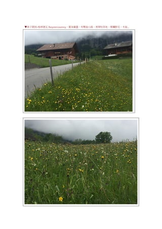 ▼車子開到~格林德瓦 Burgenerszaunweg，置身圖畫，有彎曲小路、青翠牧草地、燦爛野花、木屋...
 