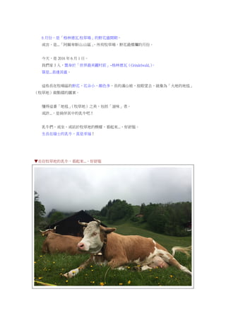 6 月份，是「格林德瓦.牧草場」的野花盛開期。
或言，是...「阿爾卑斯山.山區」，所有牧草場，野花最燦爛的月份。
今天，是 2016 年 6 月 1 日。
我們家 3 人，置身於「世界最美麗村莊」~格林德瓦（Grindelwald,）。
算是...恭逢其盛。
這些長在牧場區的野花，花朵小，顏色多，長的滿山坡，放眼望去，就像為「大地的地毯」
（牧草地）做點綴的圖案。
懂得這番「地毯」（牧草地）之美，包括「滋味」者。
或許...，是倘佯其中的乳牛吧！
乳牛們，或坐，或站於牧草地的模樣，看起來...，好舒服。
生長在瑞士的乳牛，真是幸福！
▼坐在牧草地的乳牛，看起來...，好舒服
 