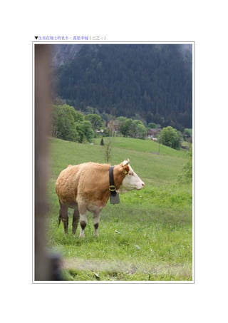 ▼生長在瑞士的乳牛，真是幸福（三之一）
 