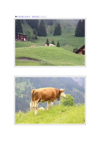 ▼生長在瑞士的乳牛，真是幸福（三之三）
 