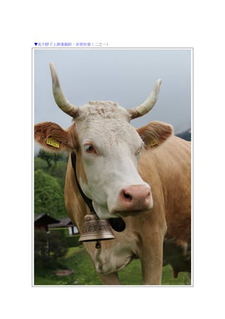 ▼乳牛脖子上掛著銅鈴，非常好看（二之一）
 