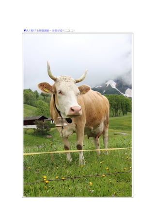 ▼乳牛脖子上掛著銅鈴，非常好看（二之二）
 