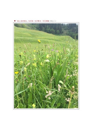 ▼「瑞士.格林德瓦」牧草場，牧草繁美，草花燦爛（四之二）
 