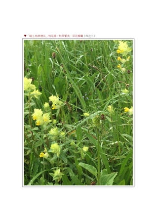 ▼「瑞士.格林德瓦」牧草場，牧草繁美，草花燦爛（四之三）
 