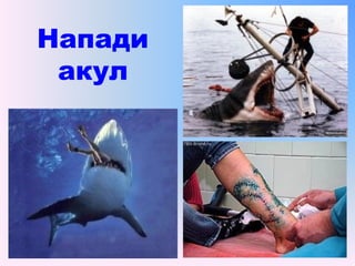 Напади
акул
 