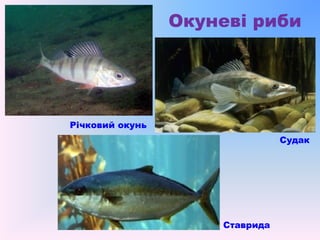 Окуневі риби
Річковий окунь
Судак
Ставрида
 