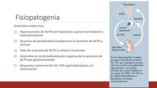 Fisiopatogenia
Anomalías endocrinas:
1) Hipersecreción de ACTH con hiperplasia suprarrenal bilateral o
hipercortisolismo
2...